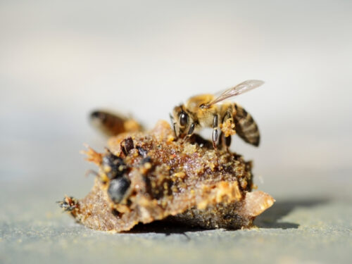 Ham Propolisin Güçlü Bağışıklık ve Sağlık Üzerine 7 Pozitif Etkisi